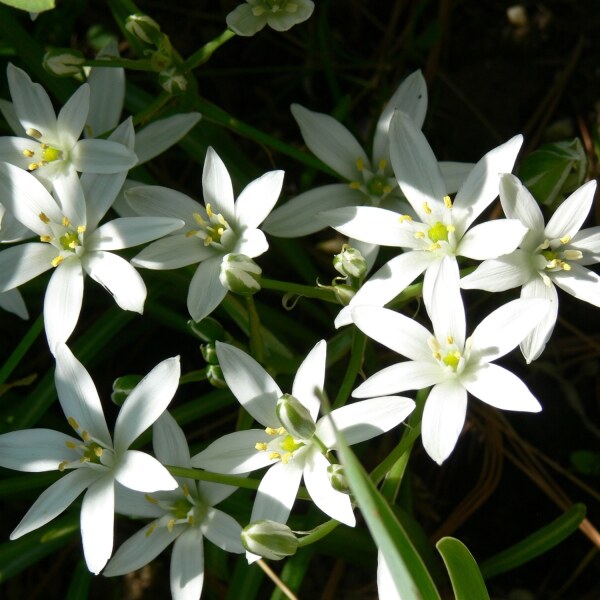 Ornithogalum umbellatum