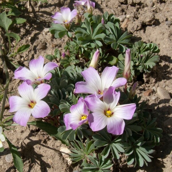 Oxalis adenophylla