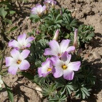 Oxalis adenophylla