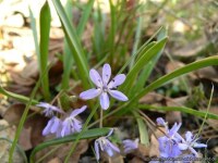 Scilla bifolia