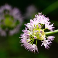 Allium carolinianum Rosy Dream