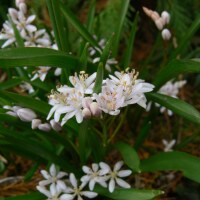 Scilla bifolia rosea