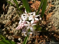 Scilla bifolia rosea