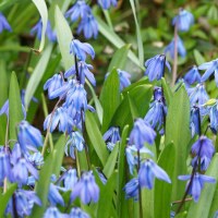 Scilla siberica