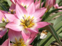 Tulipa aucheriana