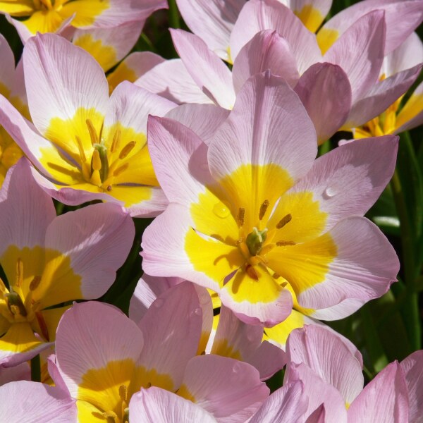 Tulipa bakeri Lilac Wonder