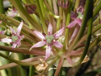 Allium schubertii