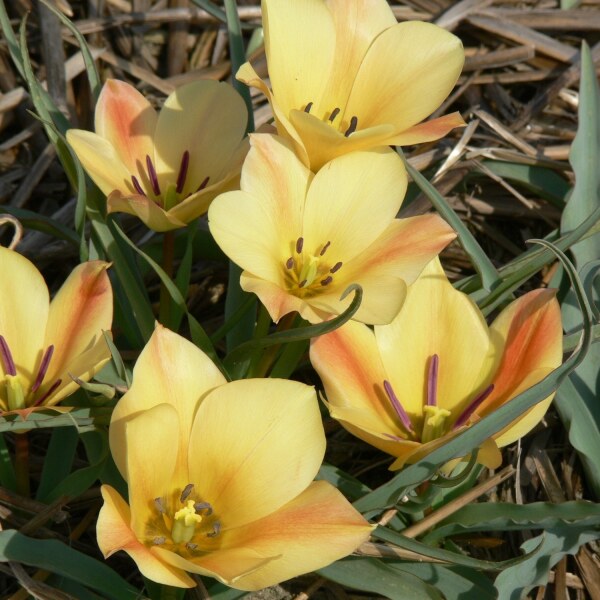 Tulipa batalinii Bronce Charm