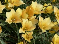 Tulipa batalinii Bronce Charm