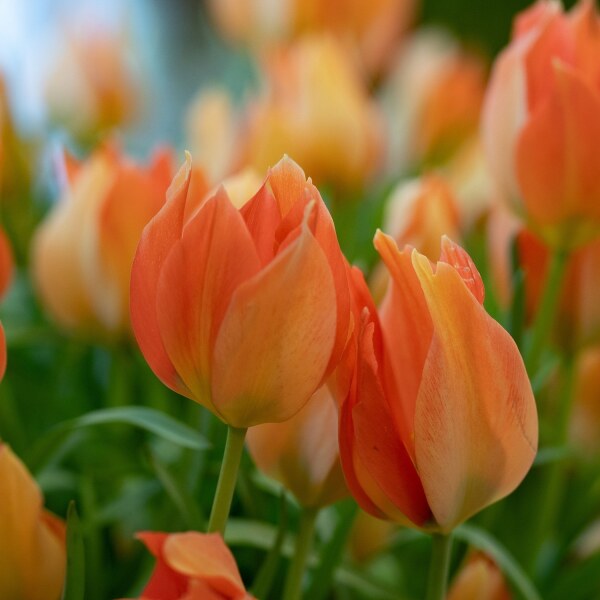 Tulipa batalinii Salmon Gem