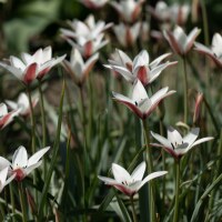 Tulipa clusiana