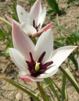 Tulipa clusiana