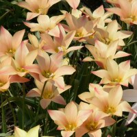 Tulipa clusiana Sheila