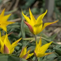 Tulipa kolpakowskiana