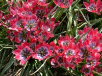 Tulipa Little Beauty