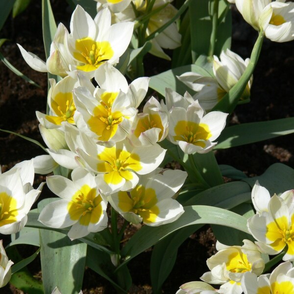 Tulipa polychroma