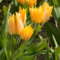 Tulipa praestans Shogun