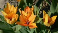 Tulipa praestans Shogun