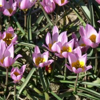 Tulipa humilis