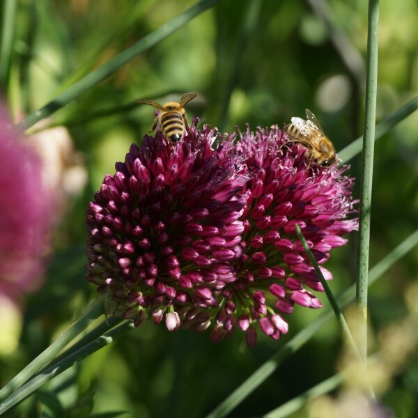 Allium sphaerocephalon