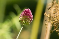 Allium sphaerocephalon