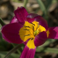 Tulipa humilis Eastern Star