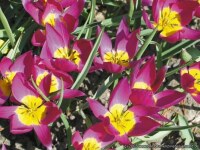 Tulipa humilis Eastern Star