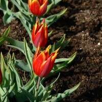 Tulipa schrenkii