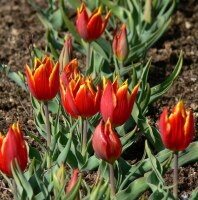 Tulipa schrenkii