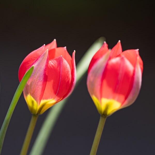 Tulipa humilis Red Beauty