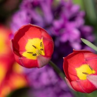 Tulipa humilis Red Beauty