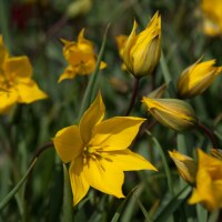 Tulipa sylvestris