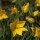 Tulipa sylvestris