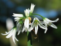 Allium triquetrum