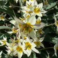 Tulipa turkestanica