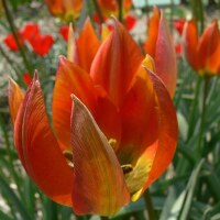 Tulipa orphanidea Whittallii