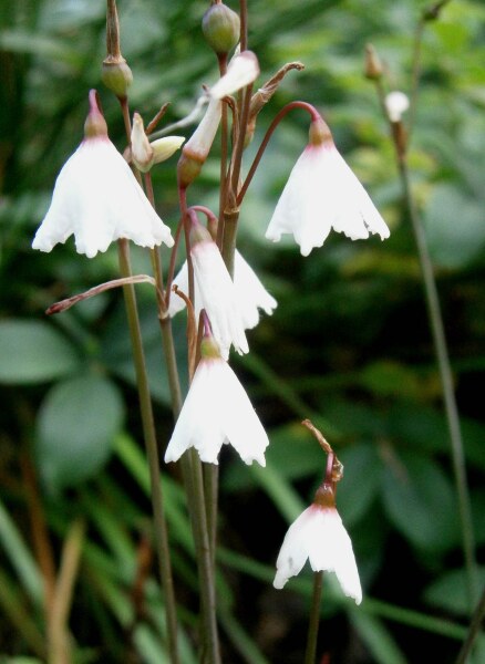 Acis autumnalis