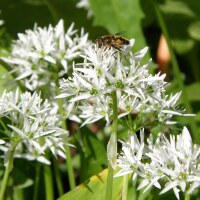 Allium ursinum