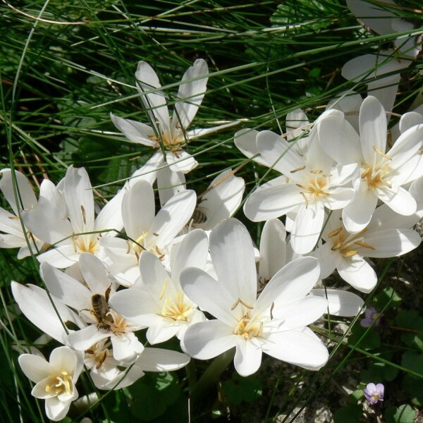 Colchicum autumnale album