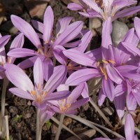 Colchicum byzantinum