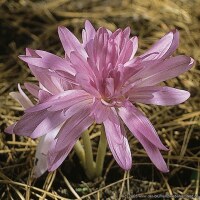 Colchicum autumnale pleniflorum