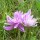 Colchicum autumnale pleniflorum