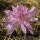 Colchicum autumnale pleniflorum