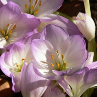 Colchicum bornmuelleri