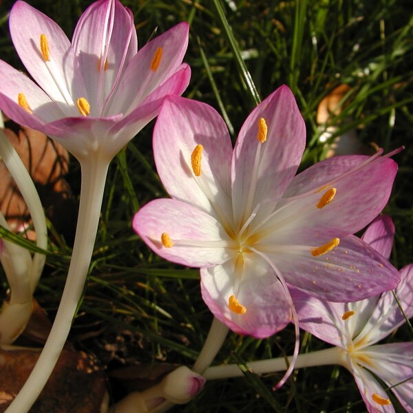 Colchicum cilicicum purpureum