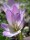 Colchicum speciosum