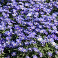 Anemone blanda Blue Shades