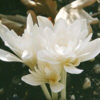 Colchicum autumnale alboplenum