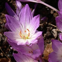 Colchicum bivonae Vesta