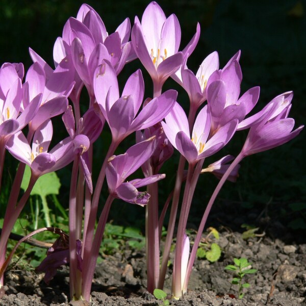 Colchicum pannonicum